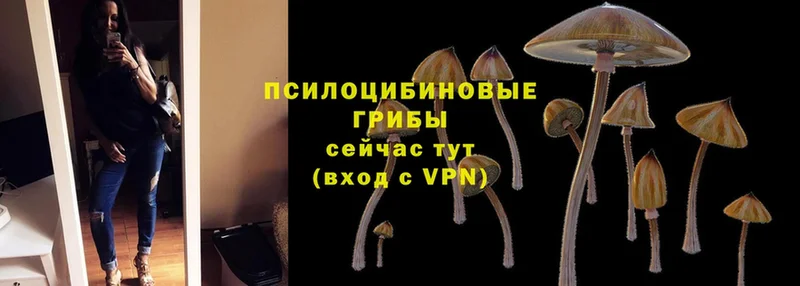 купить  сайты  Дюртюли  Псилоцибиновые грибы MAGIC MUSHROOMS 